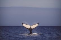 Oahu Whale Watching Excursion