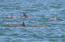 Clearwater Encounters with Dolphins Tour