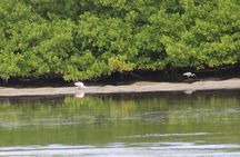 Clearwater Encounters with Dolphins Tour