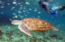 Turtles and Cenote snorkeling activity from Riviera Maya