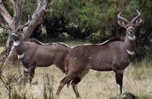 3 Days Bale Mountains Trekking