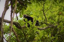 Day Trip from Guayaquil to Howler Monkey Trail and Cacao Farm