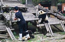 Private Chengdu Panda Breeding Center Day Trip With From Xi'an By Bullet Train