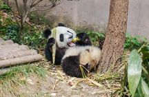 Private Chengdu Panda Breeding Center Day Trip With From Xi'an By Bullet Train