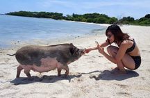 Pigs Island exclusive Semi VIP