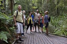 Bay of Islands Shore Excursion: Puketi Rainforest Guided Walk