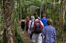Bay of Islands Shore Excursion: Puketi Rainforest Guided Walk