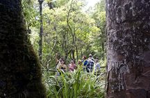 Bay of Islands Shore Excursion: Puketi Rainforest Guided Walk