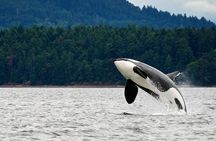 Juneau Whale Watching Adventure