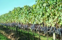 Tour Gran Reserva - Valley of the Vineyards