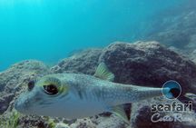 Snorkeling Costa Rica