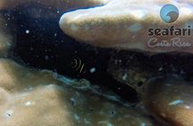 Snorkeling Costa Rica