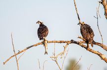 Kayak -Bird Watching Combo Tour from Puerto Quetzal