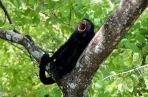 Private Sightseeing Tour from SJO to Manuel Antonio National Park