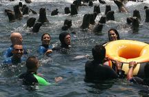 Swimming With Sea Lions At Palomino Island