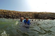 Swimming With Sea Lions At Palomino Island
