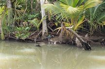 Indian River, Cold Soufriere & Fort Shirley (Northern Excursion) 