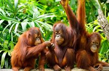 Orang Utan Island Day Tour (Private)