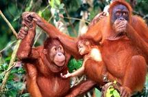 Orang Utan Island Day Tour (Private)