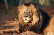 Lion & Wildlife Sanctuary Excursion Victoria Falls