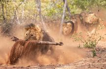 Lion & Wildlife Sanctuary Excursion Victoria Falls