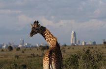 Nairobi National Park guided tour