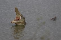 Nairobi National Park guided tour