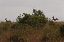 Nairobi National Park guided tour