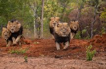 Lion & Wildlife Sanctuary Excursion Victoria Falls