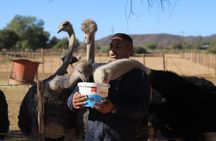 3 Day Garden Route Tour