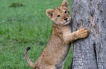 Half-Day Nairobi National Park Safari from Nairobi with Free Pickup