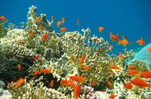 Private tour 5 Days Cairo & Sharm El Sheikh package
