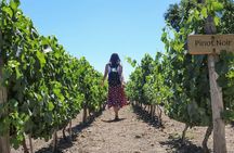 Premium Tour at Concha y Toro Winehouse with Tasting