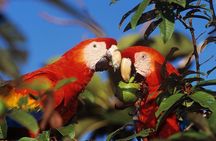 Roatan Sloth Safari & ATV Buggy Jungle Tour With Beach Adventure