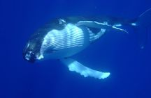 Private Tour: Bora Bora Whale Watching & Swimming Experience