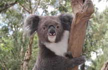 Private Blue Mountains Tour with Kangaroo and Koala Experience