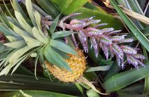 Half Day Nadi Sightseeing & Mud Pool Tour
