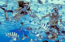 Private Tour: Bora Bora Lagoon Eco Snorkel Cruise - 3hrs or 6hrs