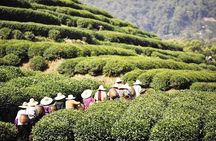 Half Day Hangzhou Leisure Tour with Optional Morning or Afternoon Start