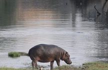 4 Days 3 Nights safari to Ruaha National Park