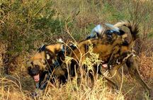 4 Days 3 Nights safari to Ruaha National Park