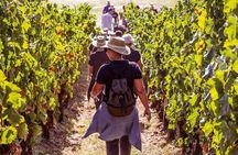Athens Wine Tour - An Outstanding Full Day Experience For Dedicated Winelovers