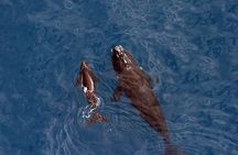 Whale Watching Hermanus - Boat base