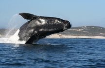 Whale Watching Hermanus - Boat base