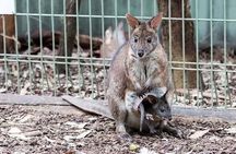 Blue Mountains Private Tour Sydney: Koala, Kangaroo, Scenic Views