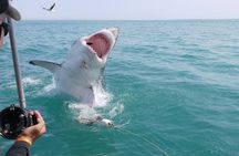 Shark Cage Diving 