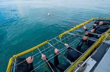 Shark Cage Diving 