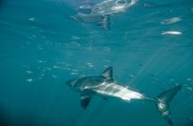 Shark Cage Diving 