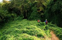 Monkey Mountain Jungle Hike Adventure