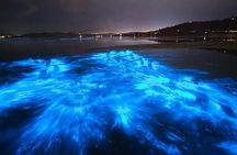 Sunset Bioluminescent Comb Jelly & Dolphin Tour